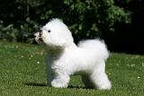 BICHON FRISE 586